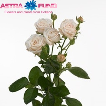 Rosa tros Bombastic fotografija
