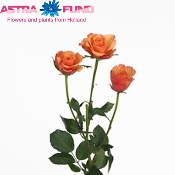 Rosa tros Bonfire fotografija