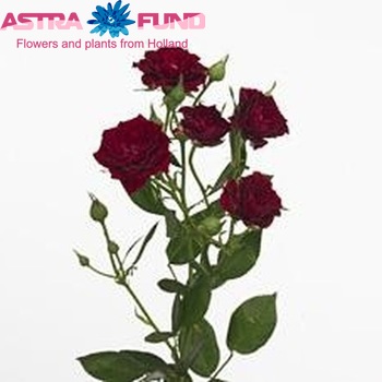Rosa tros Bordeaux Mikado fotografija