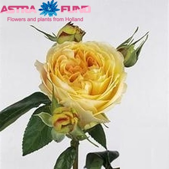 Rosa tros Caramel Antike Freelander fotografija