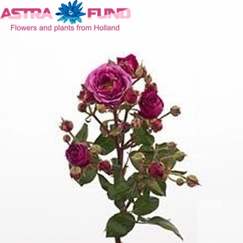 Rosa tros Carat fotografija