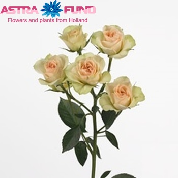 Rosa tros Chablis fotografija
