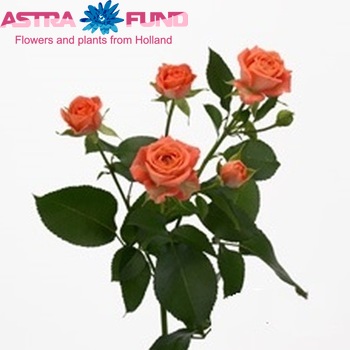 Rosa tros Charming Babe fotografija