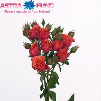 Rosa tros Cherry Rosever fotografija