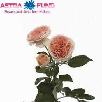 Rosa tros Chippendale fotografija