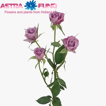 Rosa tros Clear Ocean fotografija
