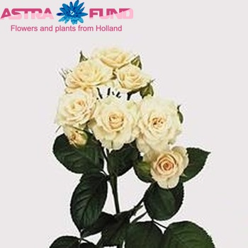 Rosa tros Cream Gracia fotografija