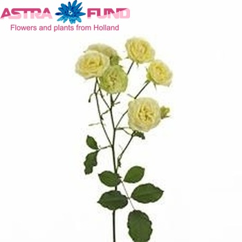Rosa tros Creamy Eden fotografija