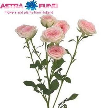 Rosa tros Creamy Twister fotografija
