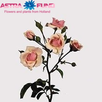 Rosa tros Diadeem fotografija
