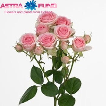 Rosa tros Dinara fotografija