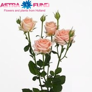 Rosa tros Djoena fotografija