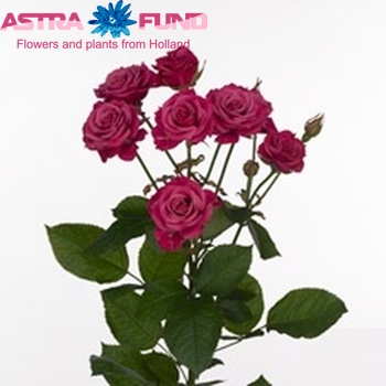 Rosa tros Glorious fotografija