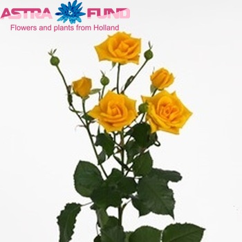 Rosa tros Golden Sensation fotografija