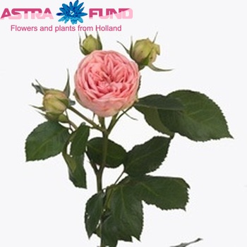 Rosa tros Happy Piano fotografija
