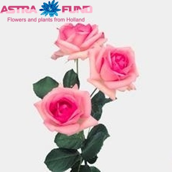 Rosa tros History fotografija