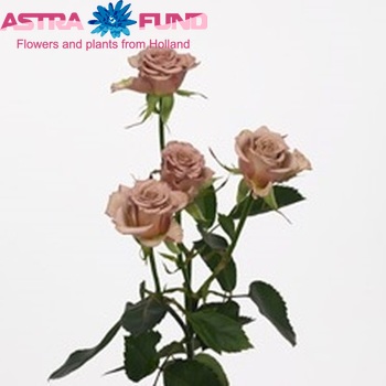 Rosa tros Hypnose fotografija