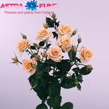 Rosa tros Ilse fotografija