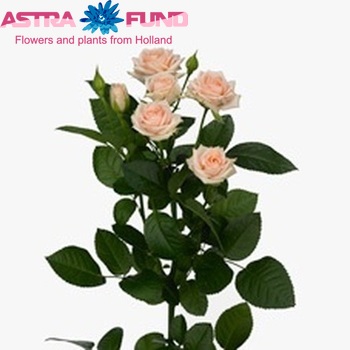 Rosa tros Irischka fotografija