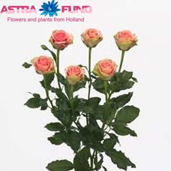 Rosa tros Isis Classic! fotografija