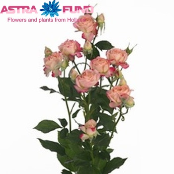 Rosa tros Jessica fotografija