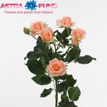 Rosa tros Joanna fotografija