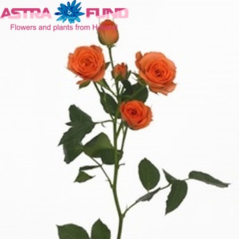 Rosa tros Jolene fotografija