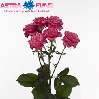 Rosa tros Kylie fotografija