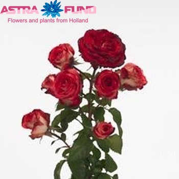 Rosa tros Latin Orkan Freelander fotografija