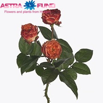 Rosa tros Latin Pompon Freelander fotografija