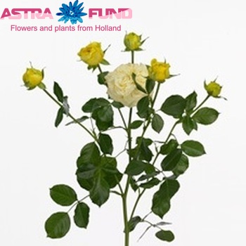 Rosa tros Lemon Pompon Freelander fotografija