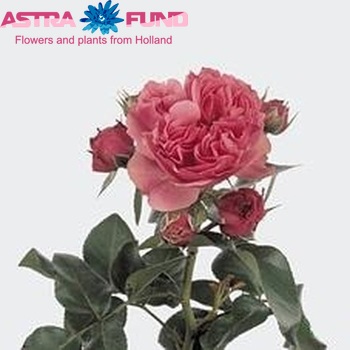 Rosa tros Leonardo da Vinci fotografija