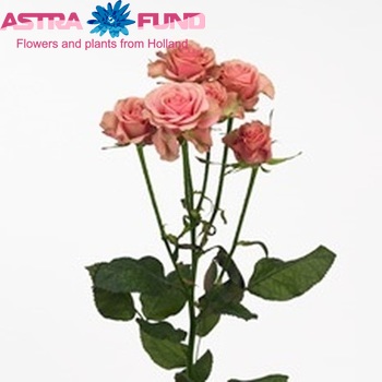 Rosa tros L'Occitane fotografija