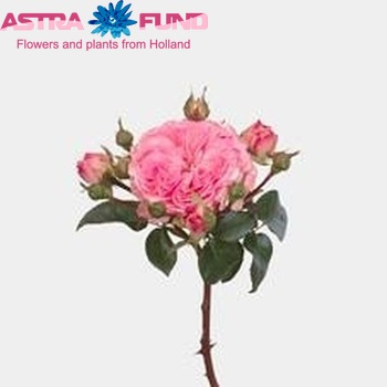 Rosa tros Mariatheresia фото