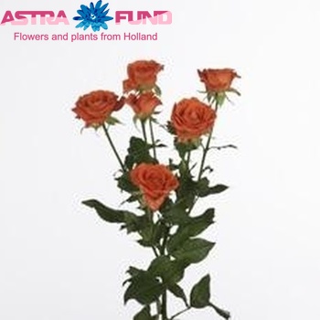 Rosa tros Orange Fire fotografie