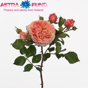 Rosa tros Orange Pompon Freelander fotografie