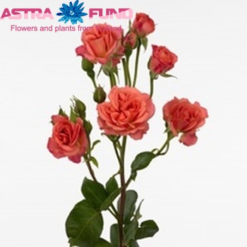 Rosa tros Peach Taifun Freelander fotografie