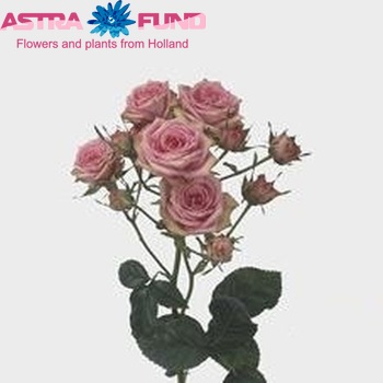 Rosa tros Pepita fotografie