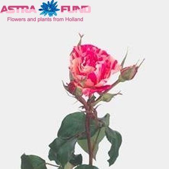Rosa tros Philatelie fotografie