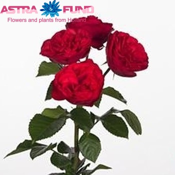 Rosa tros Piano Freiland fotografie