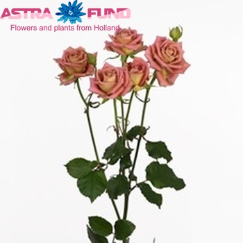 Rosa tros Picasso fotografie
