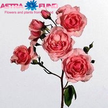 Rosa tros Pink Diadeem fotografie