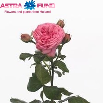 Rosa tros Pink Piano Freiland fotografie