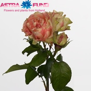 Rosa tros Pink Shake Freelander fotó