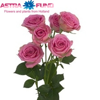 Rosa tros Pink Twister fotó