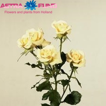 Rosa tros Porcelina fotó