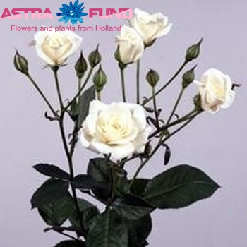Rosa tros Princess fotó