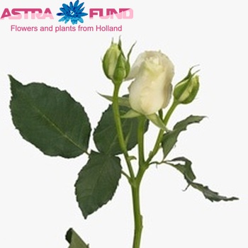 Rosa tros Pristine fotó