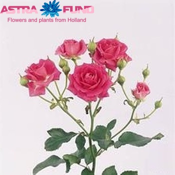 Rosa tros Purple Mikado fotó