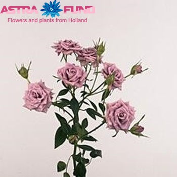 Rosa tros Purple Symphonie fotó